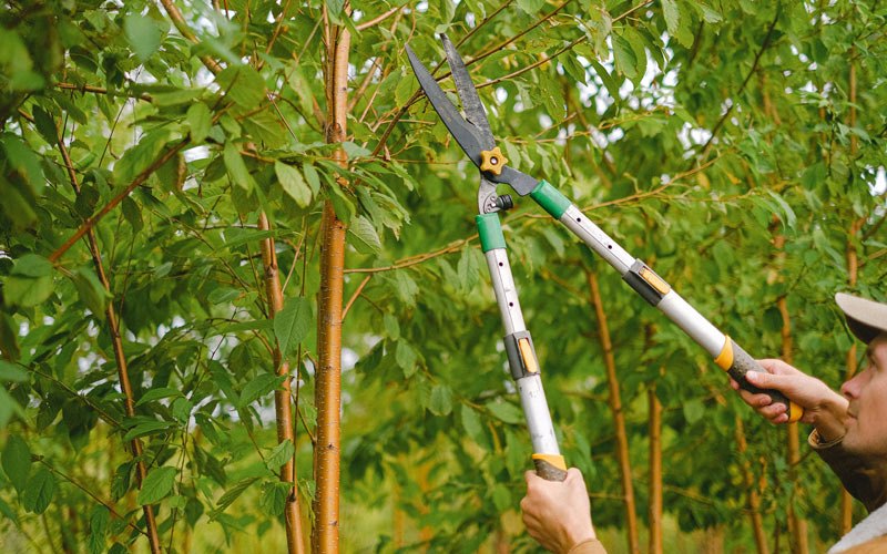 Tree trimming in Akutan, AK